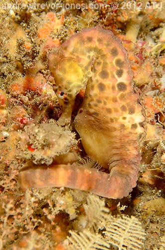 Pot-bellied seahorse, Hippocampus abdominalis