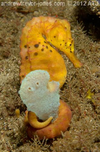 Pot-bellied seahorse, Hippocampus abdominalis