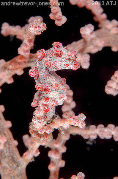 Pygmy seahorse, Hippocampus bargibanti