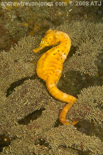 Pot-belly seahorse, Hippocampus bleeker