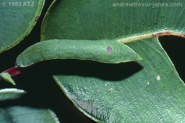 Moth caterpillar, Hypodoxa bryophylla
