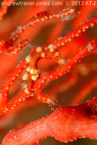 Denise's pygmy seahorse, Hippocampus denise