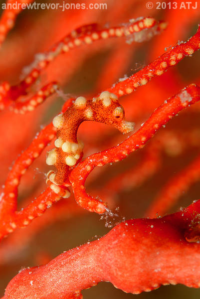 Denise's pygmy seahorse, Hippocampus denise