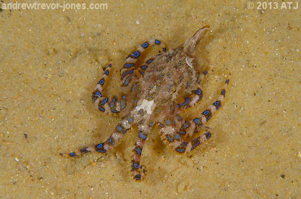 Blue-lined octopus, Hapalochlaena fasciata