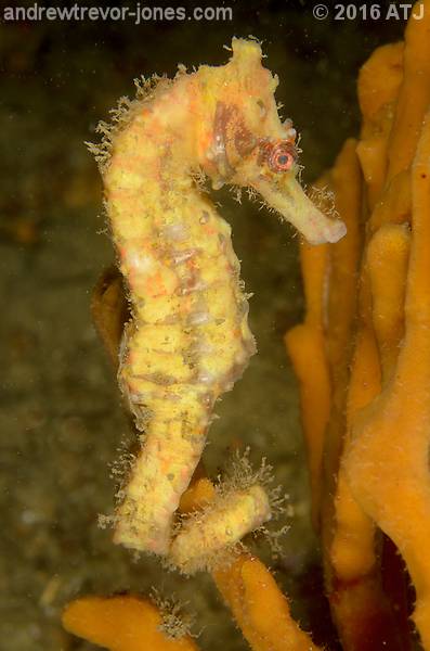 Great seahorse, Hippocampus kelloggi