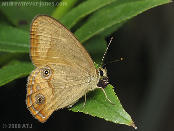 Common brown ringlet, Hypocysta metirius