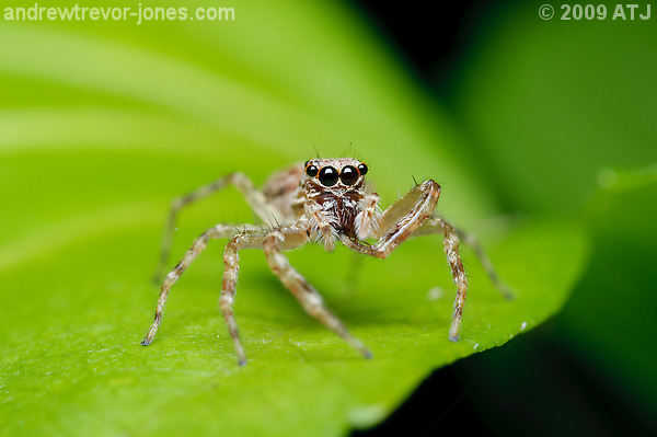 Bronze Aussie jumping spider, Helpis minitabunda