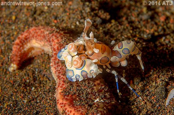 Harlequin shrimp, Hymenocera picta