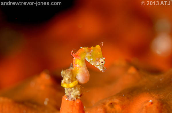 Pontoh's pygmy seahorse, Hippocampus pontohi