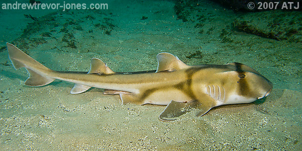 Port Jackson shark, Heterodontus portusjacksoni