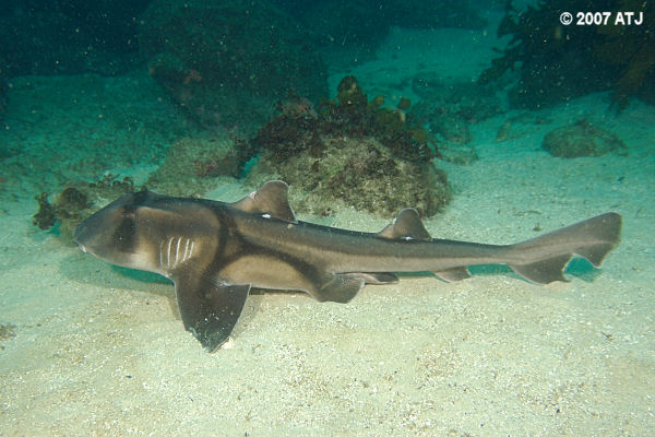 Port Jackson shark, Heterodontus portusjacksoni