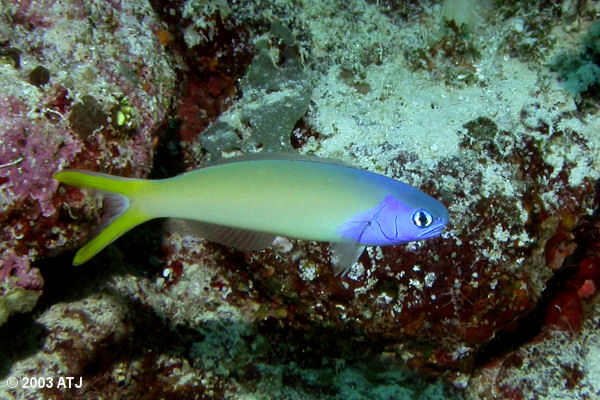 Blue-head tilefish, Hoplolatilus starki