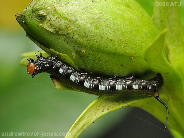 Hawk moth, Unknown species