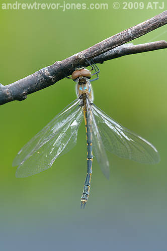 Emerald dragonfly, Hemicordulia