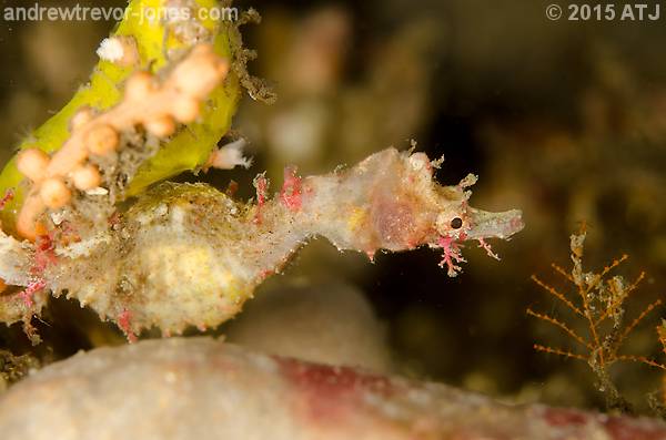 Pygmy Pipehorse Sightings at Bare Island