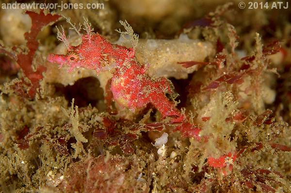 Sydney pygmy pipehorse, Idiotropiscis lumnitzeri