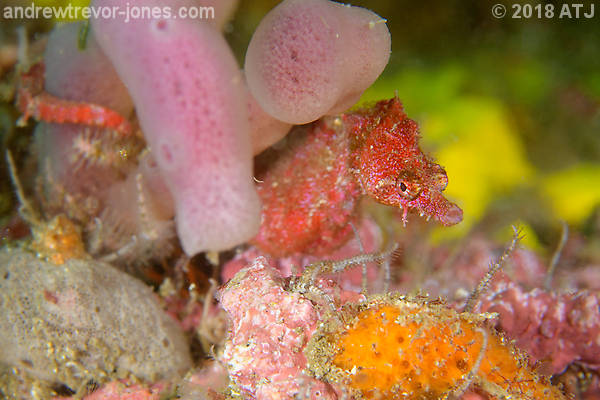 iNaturalist.org and Australasian Fishes