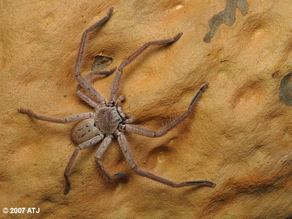Huntsman spider, Isopeda sp.