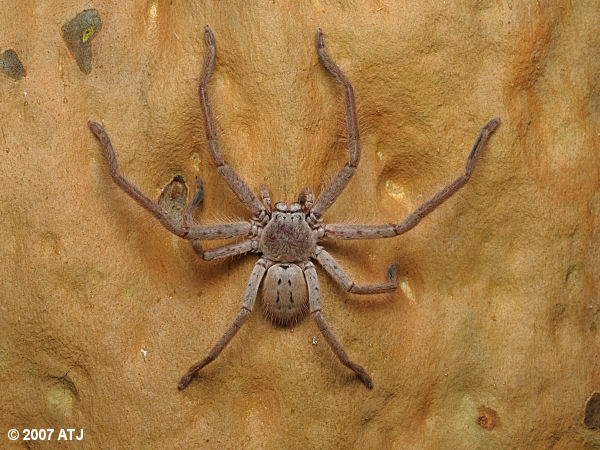 Huntsman spider, Isopeda sp.