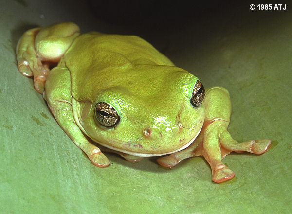 Green tree frog, Litoria caerulea