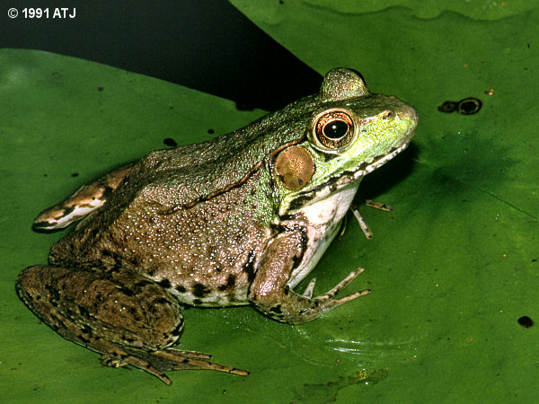 Bull frog, Lithobates catesbeianus