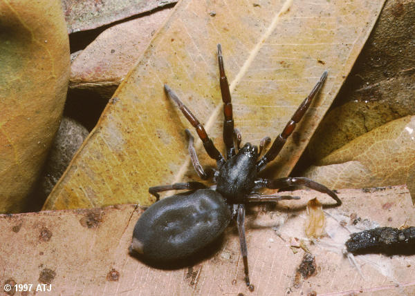 White tail spider, Lampona cylindrica