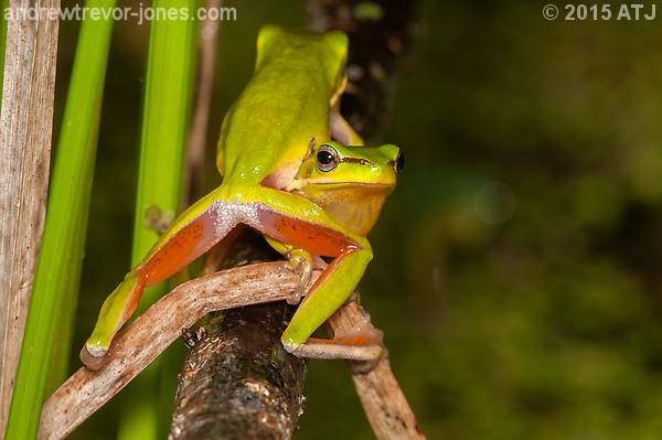 fighting frogs