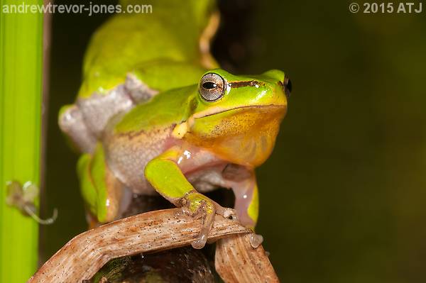 Fighting Male Dwarf Tree Frogs