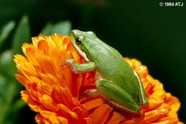 Dwarf tree frog, Litoria fallax