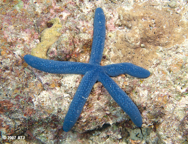 Blue sea star, Linckia laevigata