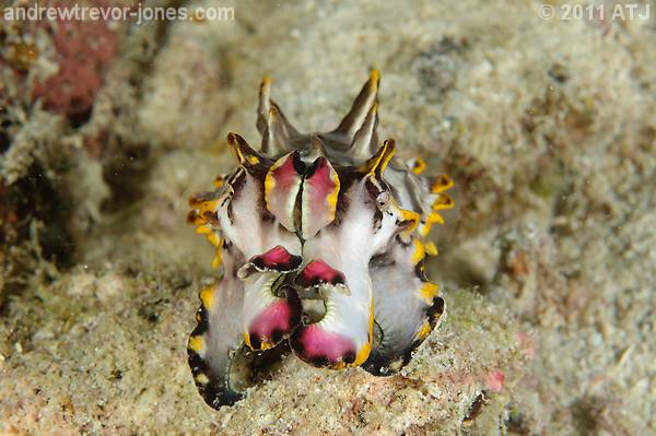 Flamboyant cuttlefish, Metasepia pfefferi