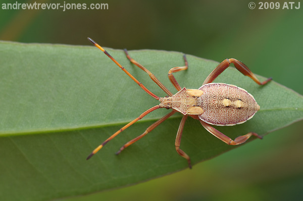 Crusader bug, Mictis profana