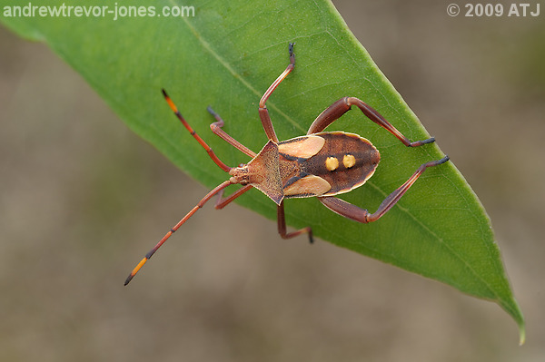 Crusader bug, Mictis profana