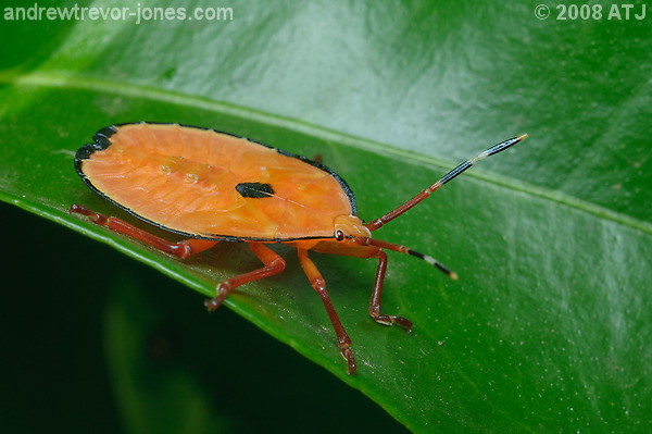 Bronze orange bug, Musgraveia sulciventris