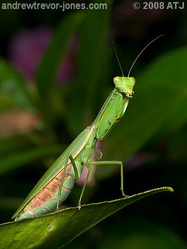 Praying mantis, Unknown species