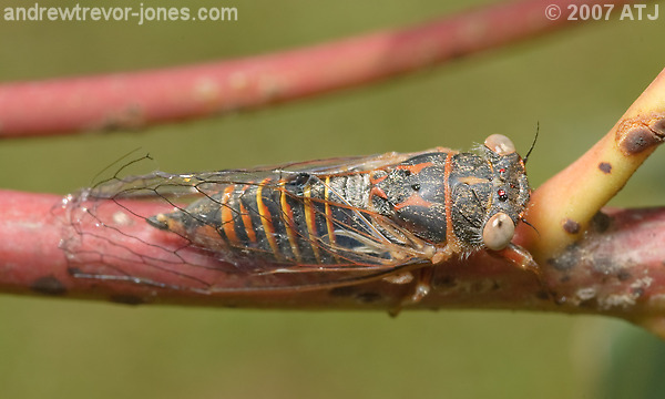 Cicada, Notopsalta atrata
