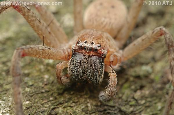 Shield huntsman spider, Neosparassus