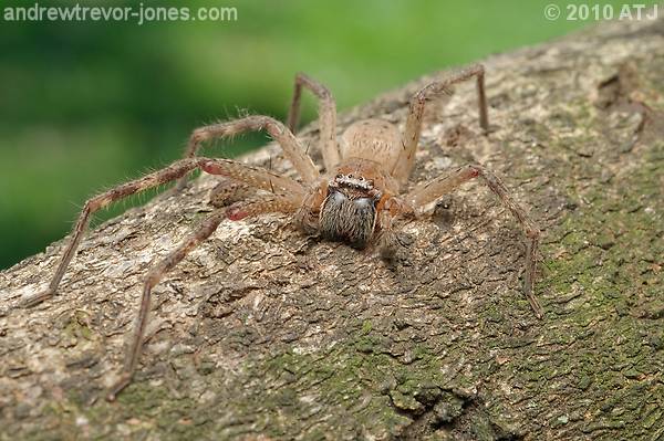 Shield huntsman spider, Neosparassus