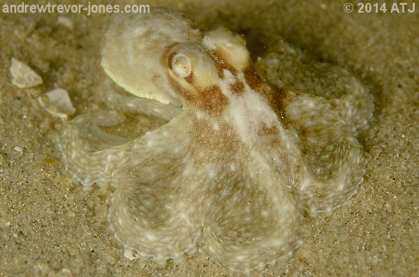 Hammer octopus, Octopus australis