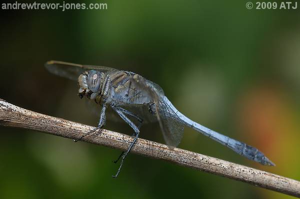 Blue skimmer dragonfly, Orthetrum caledonicum