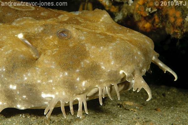 Spotted wobbegong, Orectolobus maculatus