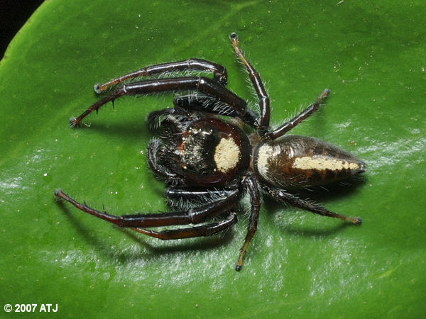 Garden jumping spider, Opisthoncus mordax