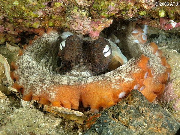 Sydney octopus, Octopus tetricus