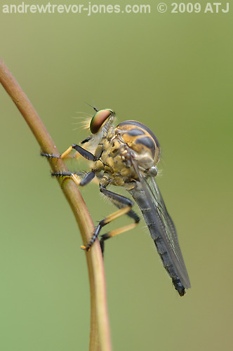 Common yellow robber fly, Ommatius sp.
