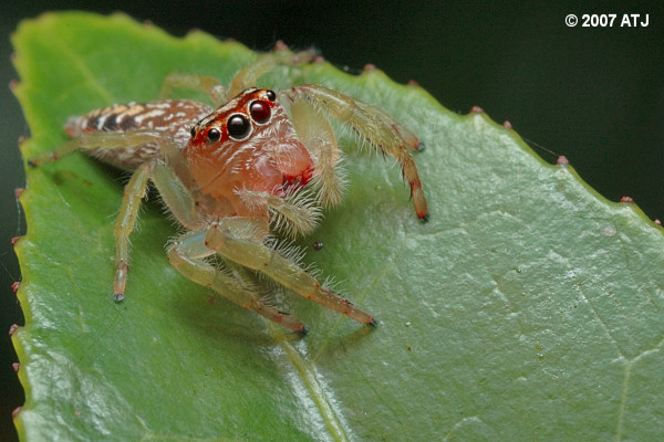 Garden jumping spider, Opisthoncus sp.