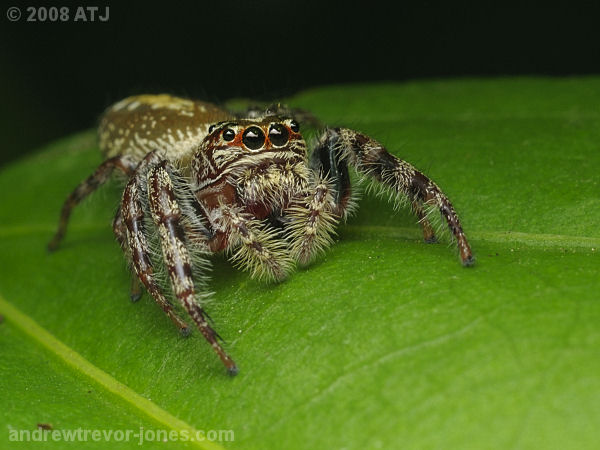 Garden jumping spider, Opisthoncus sp.