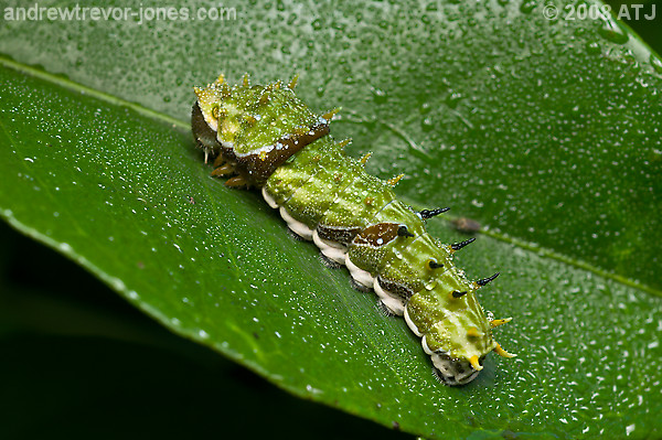 Orchard butterfly, Papilio aegeus aegeus