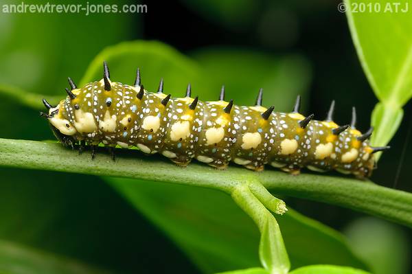 Dingy swallowtail butterfly caterpillar, Papilio anactus
