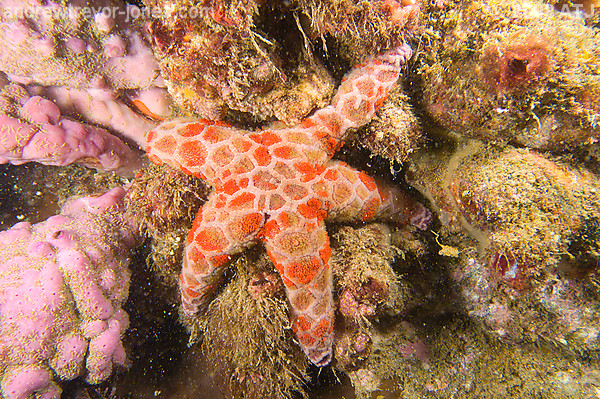 Mosaic sea star, Plectaster decanus
