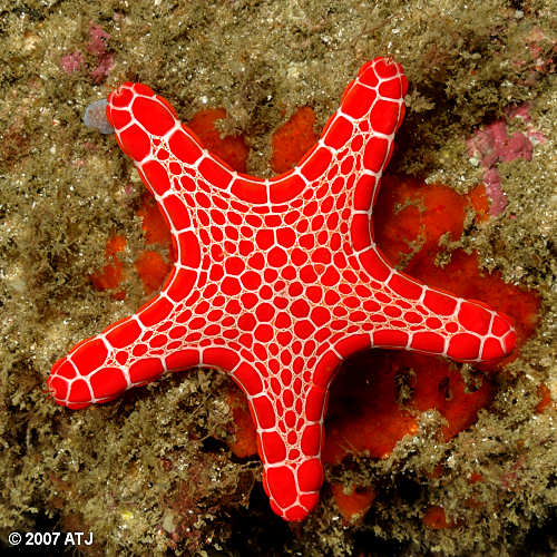 Red brick sea star, Pentagonaster duebeni